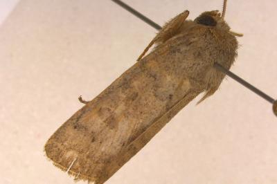 <i>Hoplodrina ambigua</i>