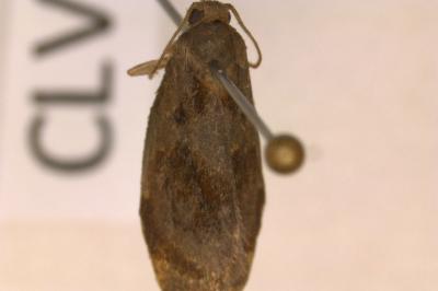 <i>Archips crataegana</i>