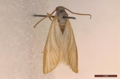 <i>Acentria ephemerella</i>