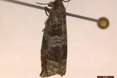 <i>Ancylis achatana</i>