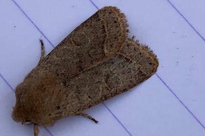 <i>Orthosia cerasi</i>