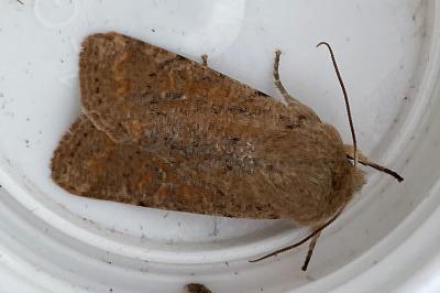 <i>Orthosia cruda</i>