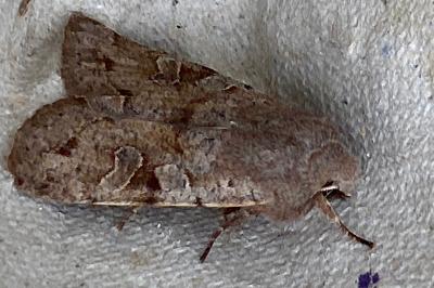 <i>Orthosia incerta</i>