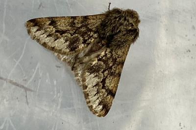 <i>Apocheima hispidaria</i>