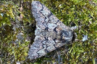 <i>Biston strataria</i>