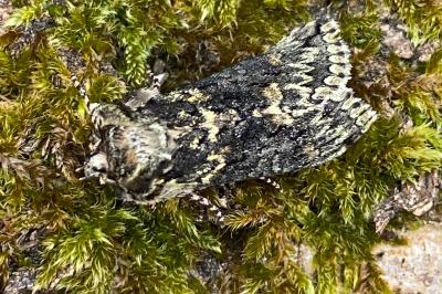 <i>Polyploca ridens</i>