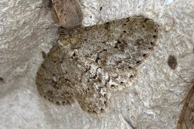<i>Ectropis crepuscularia</i>
