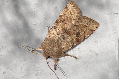 <i>Orthosia incerta</i>