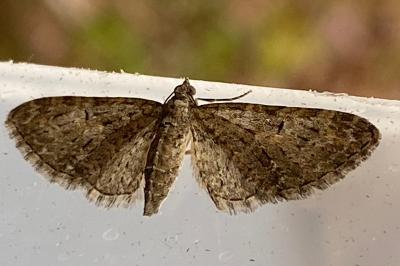 <i>Eupithecia abbreviata</i>