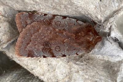 <i>Cerastis rubricosa</i>