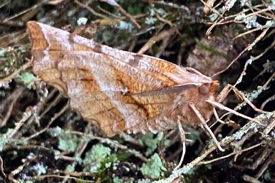 <i>Selenia dentaria</i>