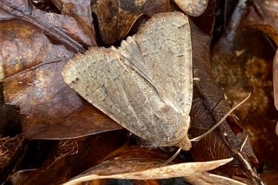 <i>Conistra erythrocephala</i>