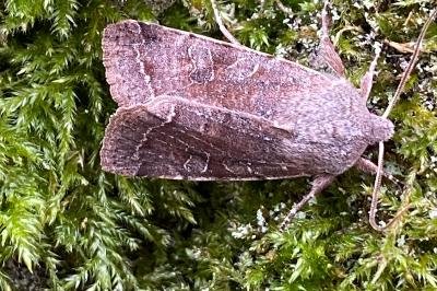 <i>Orthosia incerta</i>