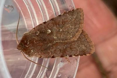 <i>Cerastis rubricosa</i>