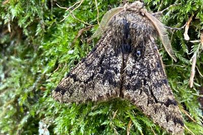 <i>Apocheima hispidaria</i>