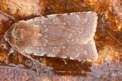 <i>Cerastis rubricosa</i>