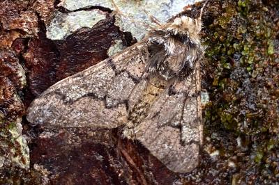 <i>Biston strataria</i>