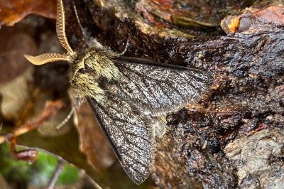 <i>Apocheima hispidaria</i>