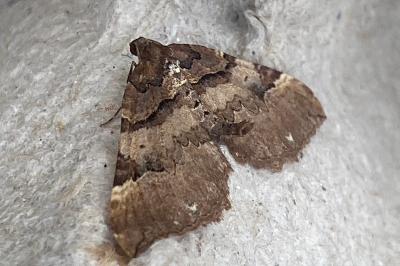 <i>Earophila badiata</i>