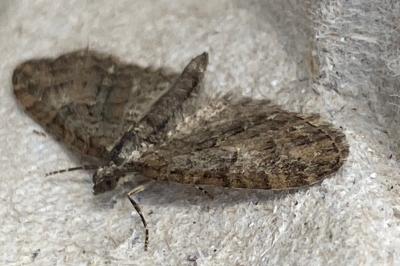 <i>Eupithecia abbreviata</i>