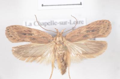 <i>Depressaria radiella</i>