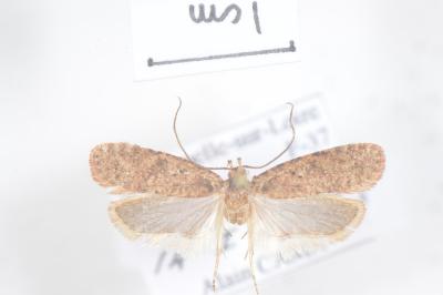 <i>Agonopterix heracliana</i>
