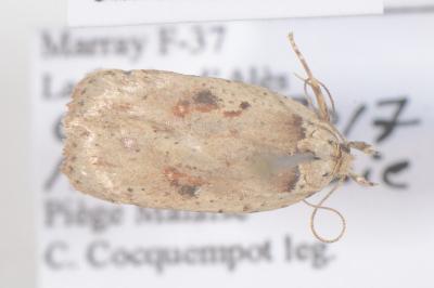 <i>Agonopterix ocellana</i>