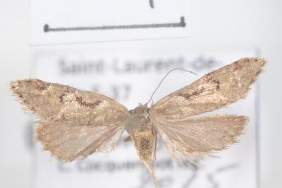 <i>Semioscopis steinkellneriana</i>