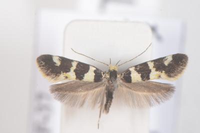 <i>Denisia</i>