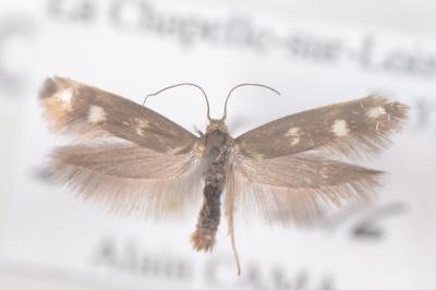 <i>Scythris scopolella</i>