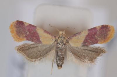 <i>Diceratura ostrinana</i>