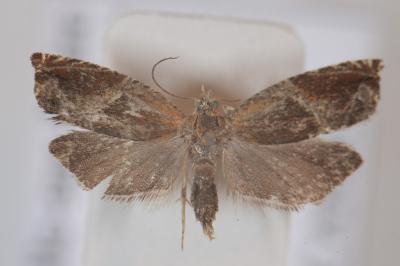 <i>Ancylis obtusana</i>
