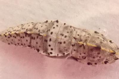 <i>Pieris brassicae</i>