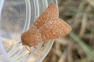 <i>Orthosia miniosa</i>