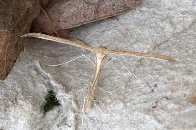 <i>Emmelina monodactyla</i>