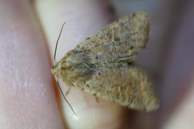 <i>Orthosia cruda</i>