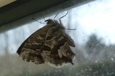 <i>Cacyreus marshalli</i>