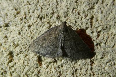 <i>Aleucis distinctata</i>