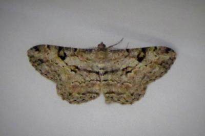 <i>Peribatodes rhomboidaria</i>