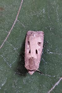 <i>Agrotis exclamationis</i>