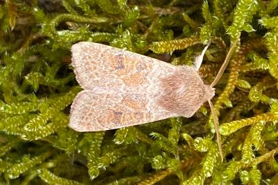 <i>Orthosia miniosa</i>