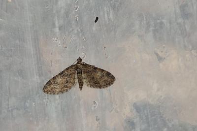 <i>Eupithecia abbreviata</i>