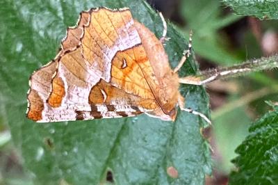 <i>Selenia tetralunaria</i>