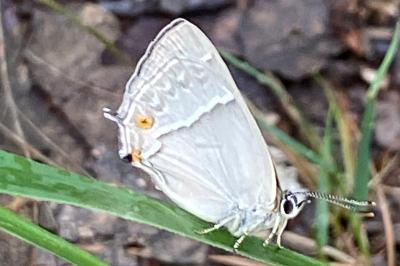 <i>Quercusia quercus</i>