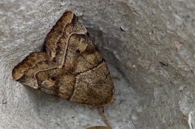 <i>Cosmia trapezina</i>