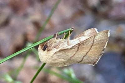 <i>Malacosoma neustria</i>