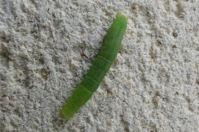 <i>Trigonophora flammea</i>