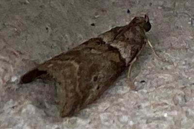 <i>Acrobasis consociella</i>