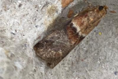 <i>Acrobasis repandana</i>