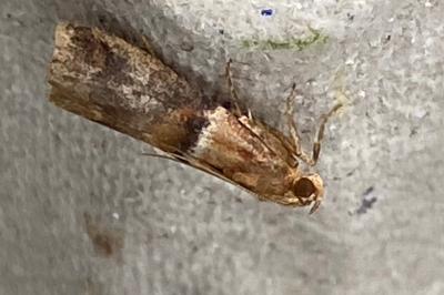 <i>Acrobasis repandana</i>